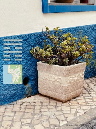 PLANT IN POT