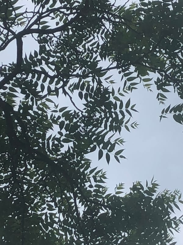 tree time CHI KUNG