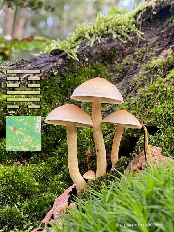 MYCOPHOBIA