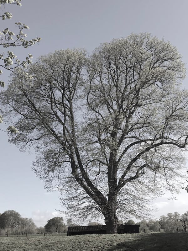 THE IMAGE OF A TREE