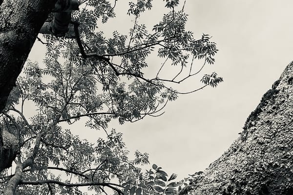 tree time CHI  KUNG